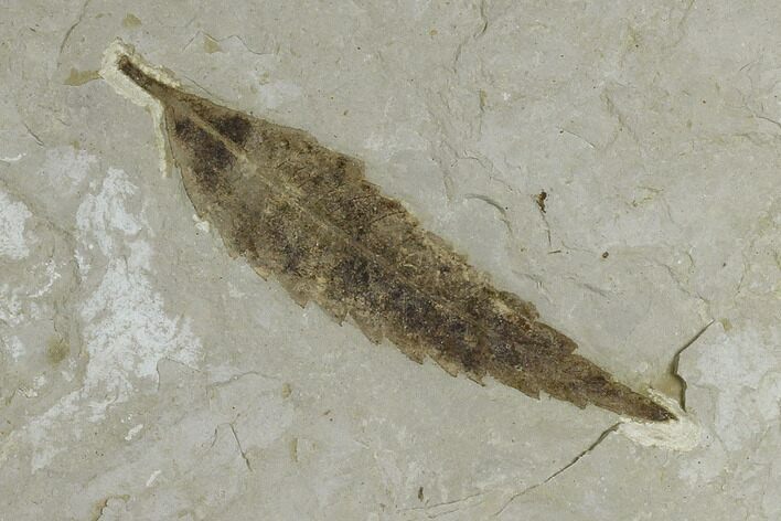 Fossil Willow Leaf (Salix) - Green River Formation, Utah #117966